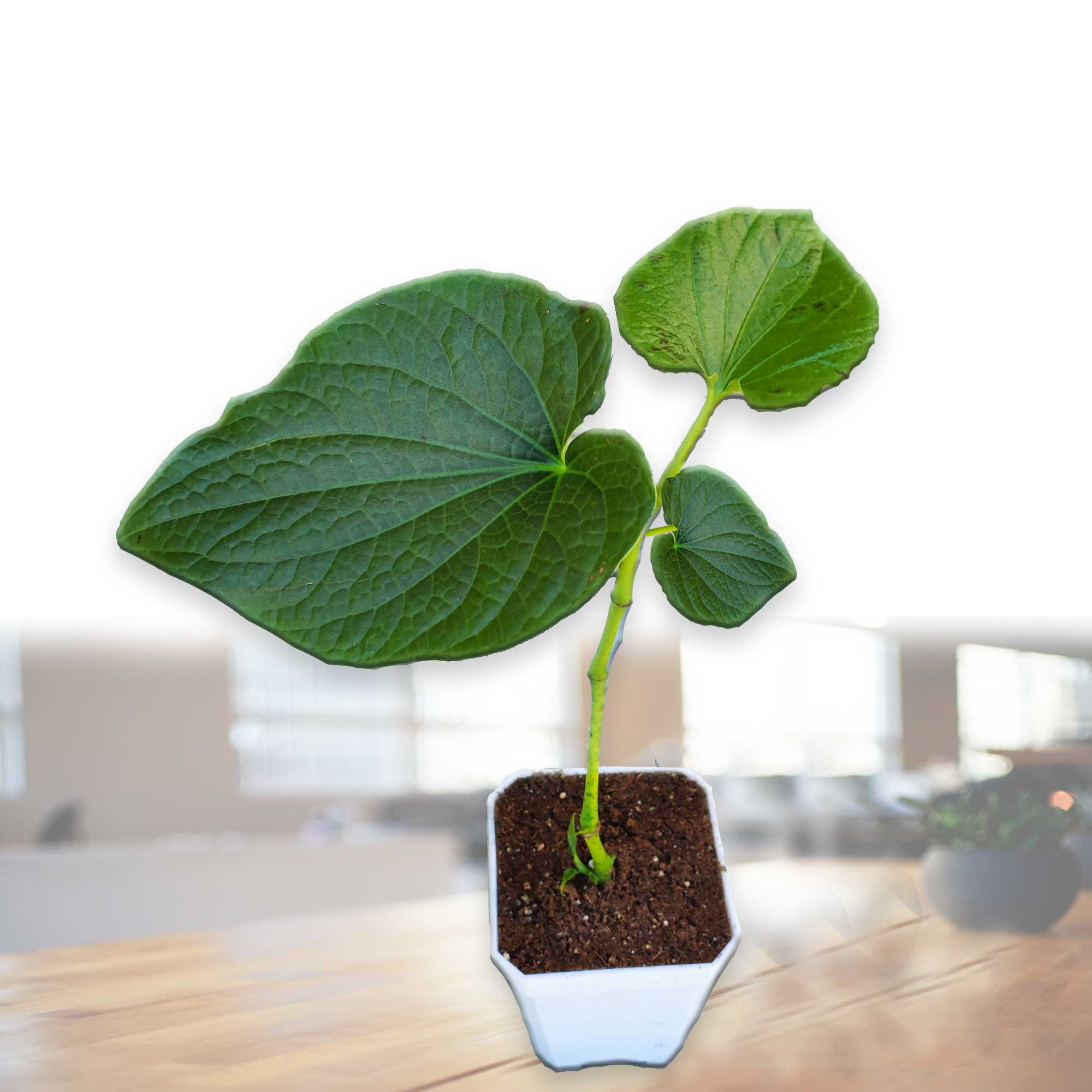 Live Kava Plants Live Kava Plants